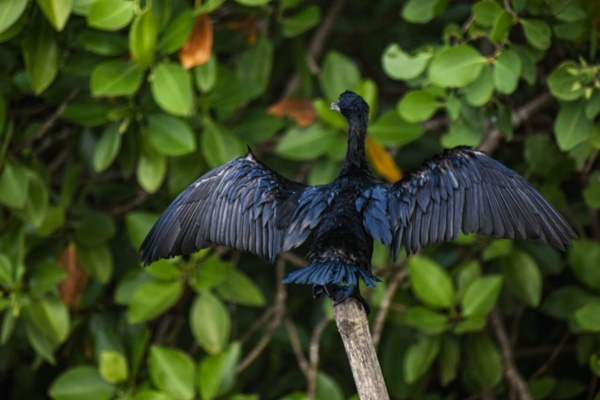 A Nature Trail at Chorao Island - Image 5